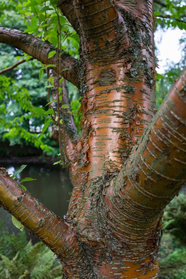 Prunus maackii (écorce)
